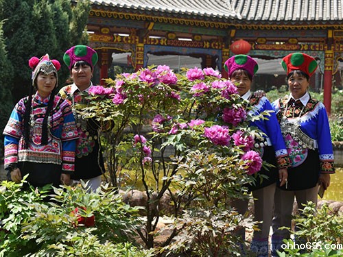 云南武定狮子山牡丹花开游客乐